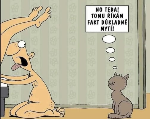 Jeden mačací na dnes