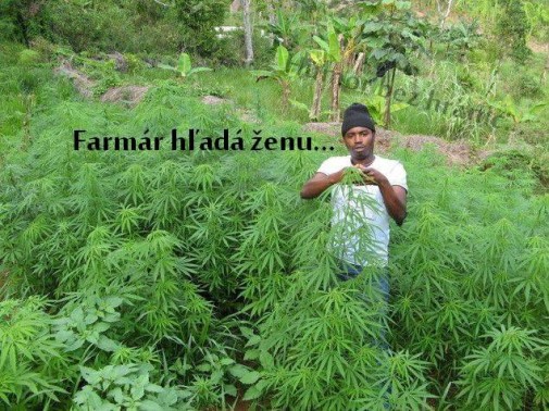 Farmar hlada zenu