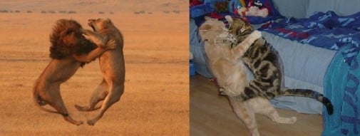 Maju to v krvi