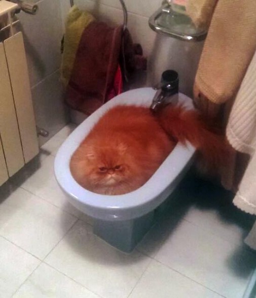 Cat spot
